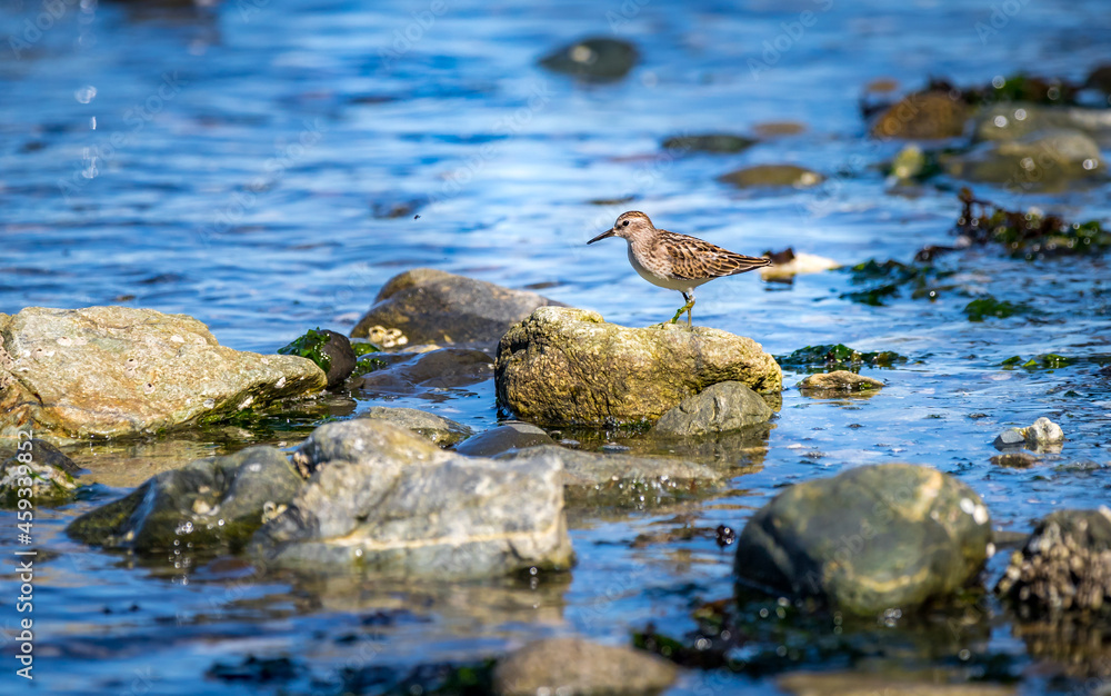 A Least sandpiper A Least sandpiper