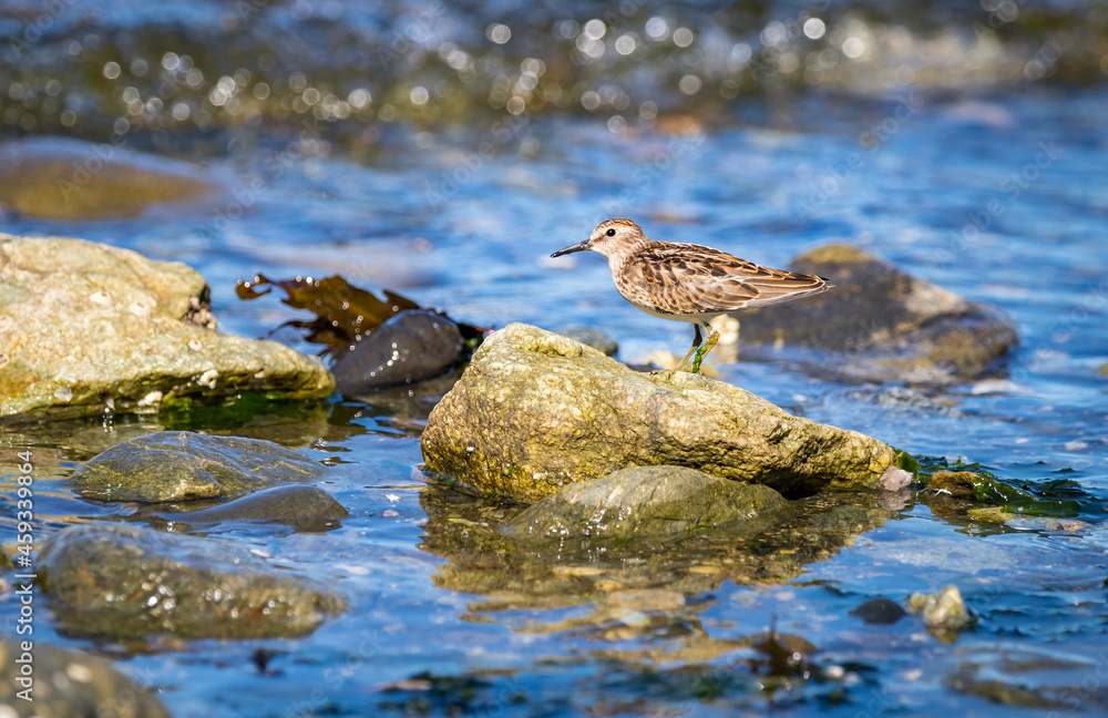 A Least sandpiper A Least sandpiper