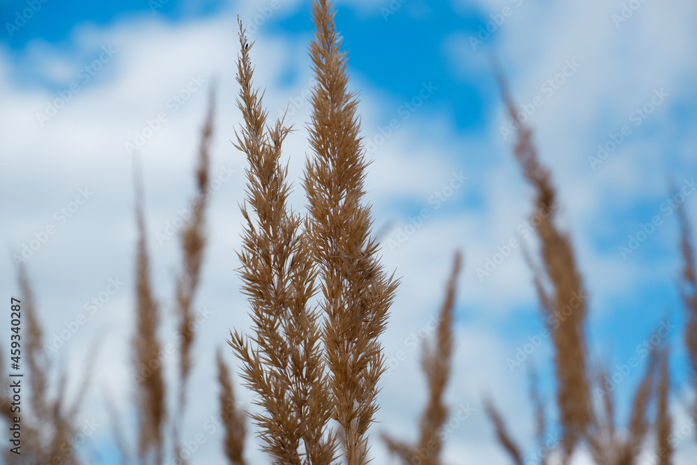 Dry grass against a blue sky with clouds. Beige dry pampas grass against the blue sky. Flowering grass. Dry grass against a blue sky with clouds. Beige dry pampas grass against the blue sky. Flowering grass.