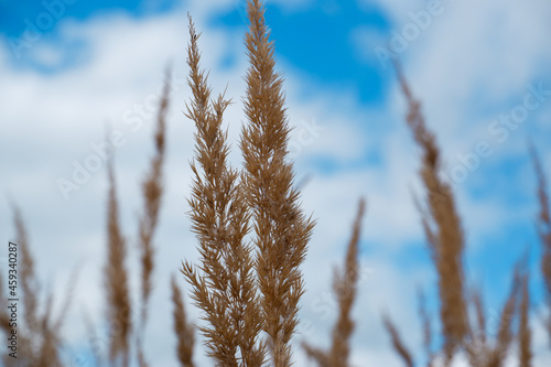 Dry grass against a blue sky with clouds. Beige dry pampas grass against the blue sky. Flowering grass.
