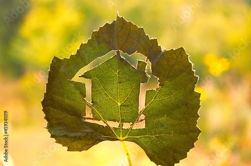 Home silhouette on a green vine leaf on a natural background. Environmentally sustainable housing concepts. High quality photo