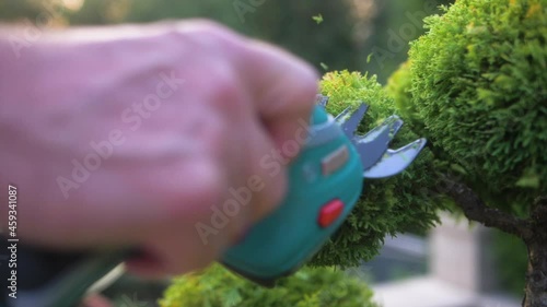 The gardener's hands are cutting a cypress bush with a compact electric trimmer. Slow motion.