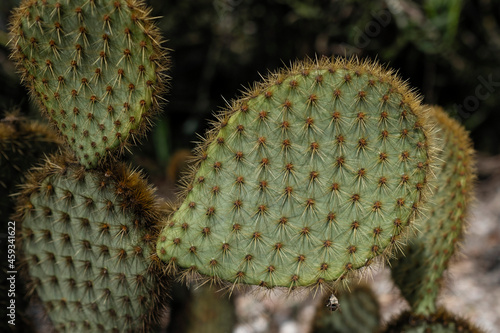 Opuntia microdasys close-up (angel's-wings, bunny ears cactus, bunny cactus or polka-dot cactus) photo