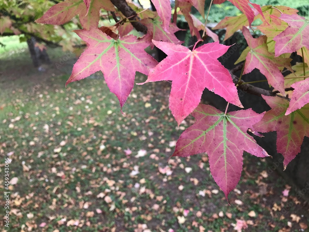 red maple leaves on the ground