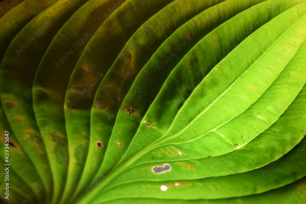 Obraz premium green leaf background texture closeup natural light