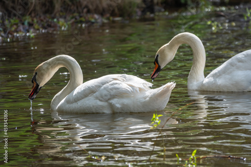 Two graceful white swans swim in the dark water.