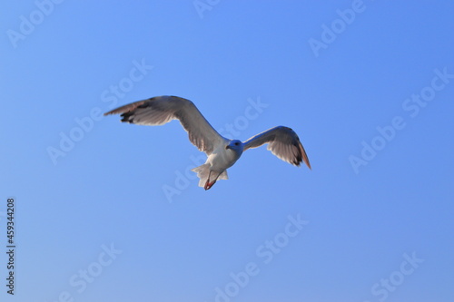 The flight of a seagull against the blue sky