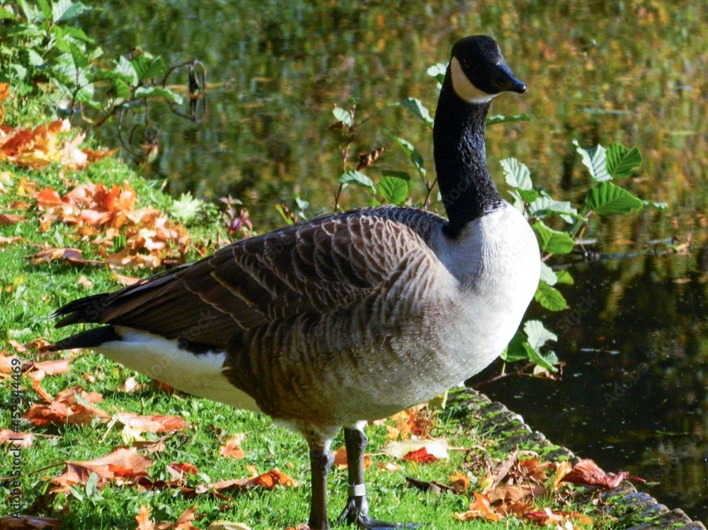 Goose looking near water Goose looking near water