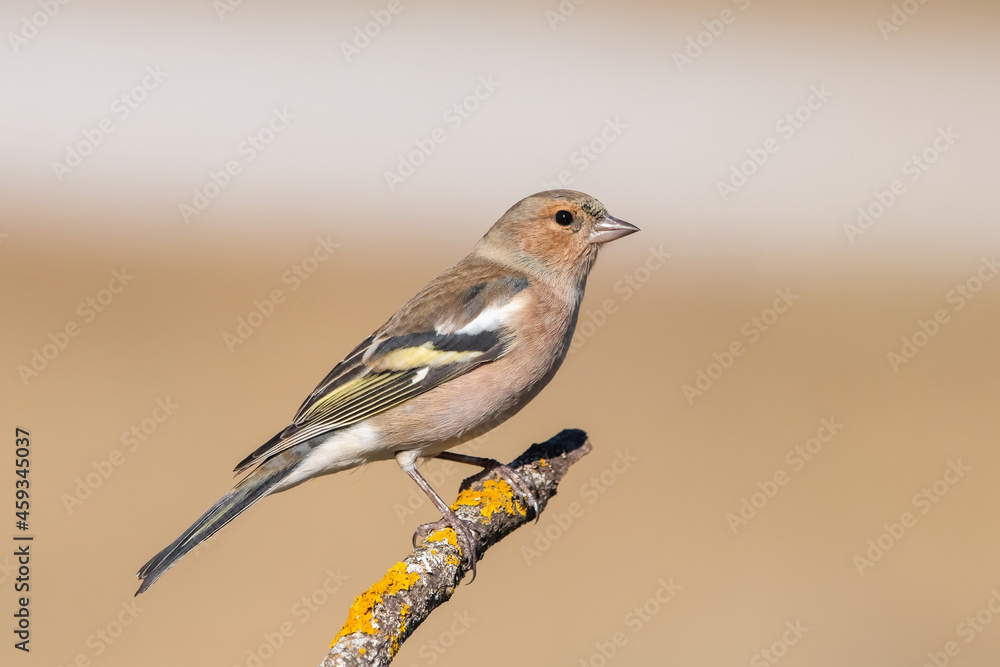 İspinoz » Common Chaffinch » Fringilla coelebs