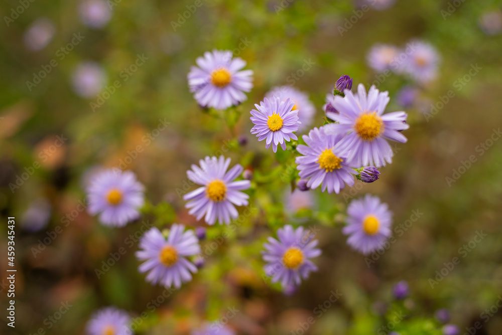 beautiful Violet aster flowers in summer garden close up beautiful Violet aster flowers in summer garden close up