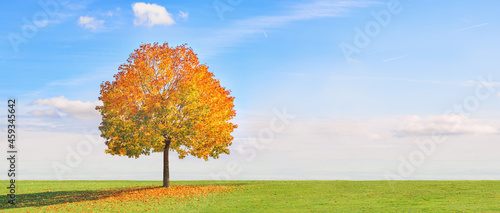 Ein Panorama mit einem Baum und buntem Laub im Herbst bei schönem Wetter, blauem Himmel und Sonnenschein