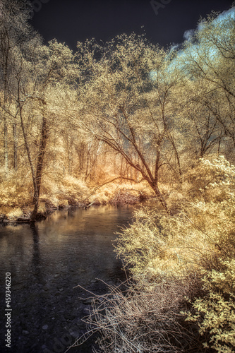 Infrared Golden Trees on a River