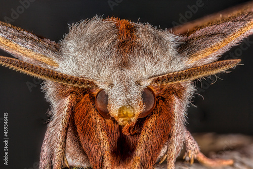 Walnut Sphinx Moth Close up
