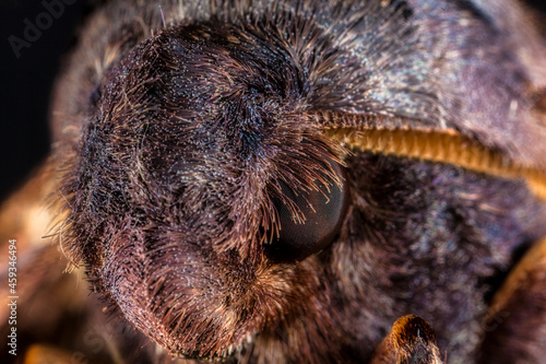 Close Up of Abbott's Sphinx Moth Head