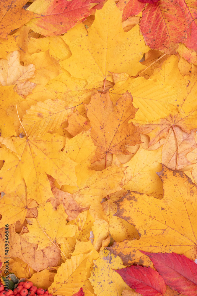 Autumn leaves fallen from maple and mountain ash. Autumn natural background vertical format