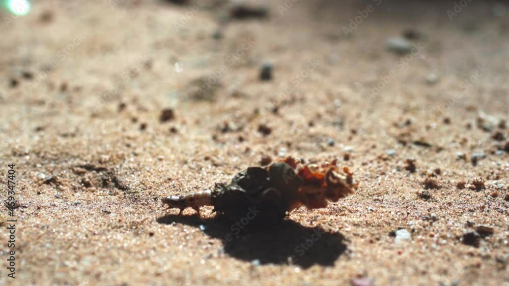Bagworm moth caterpillar with a house made of dry rose, walking on the ground - 4k graded footage Bagworm moth caterpillar with a house made of dry rose, walking on the ground - 4k graded footage
