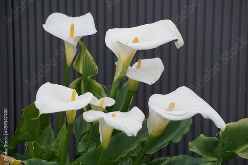 white lilies