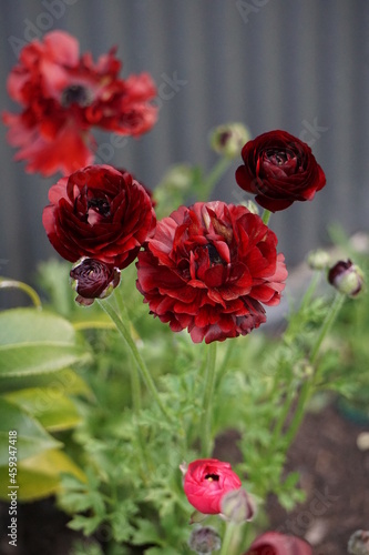 red ranunculus in the garden