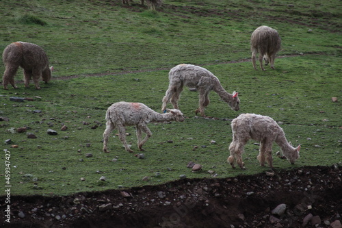 Cusco sheep