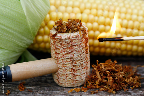 Light the tobacco nicely, smoke a corn on the cob pipe photo