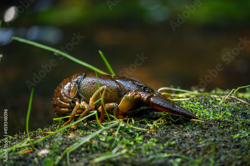Crayfish near mountain brook. European noble crayfish, Astacus astacus, on mossy stone in morning sunrays. Most common freshwater crayfish in Europe. Lives in unpolluted streams, rivers, and lakes.