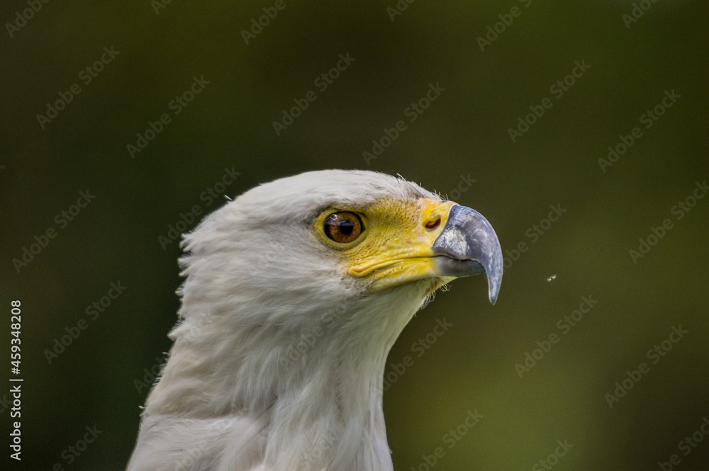 Close up portrait of an isolated African fish eagle (haliaeetus vocifer) head Close up portrait of an isolated African fish eagle (haliaeetus vocifer) head
