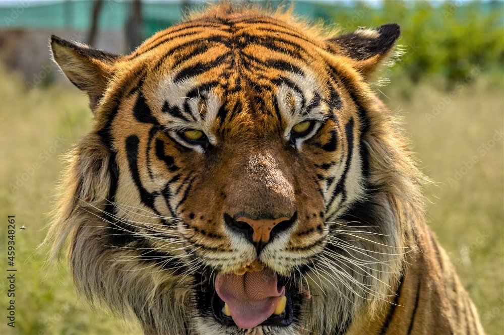 Portrait of a beautiful Bengal tiger in South Africa Portrait of a beautiful Bengal tiger in South Africa