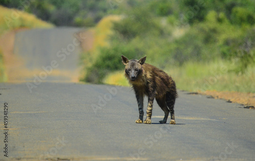 Close up portrait of elusive and endangered Brown Hyena (Hyaena brunnea) in Pilanesberg national park South Africa photo