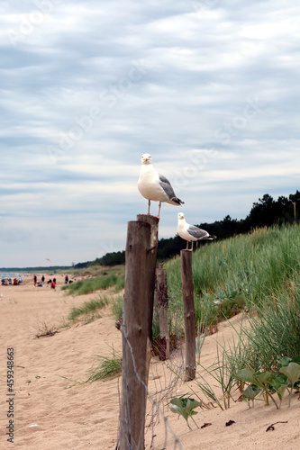 Seagulls observe the beach and the Baltic coast. Dabki beach, Poland photo