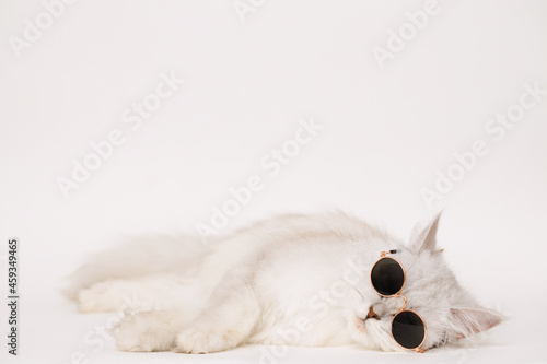 Funny large longhair white cute kitten wearing fashion glasses. Pets and lifestyle concept. Lovely fluffy cat on white background.