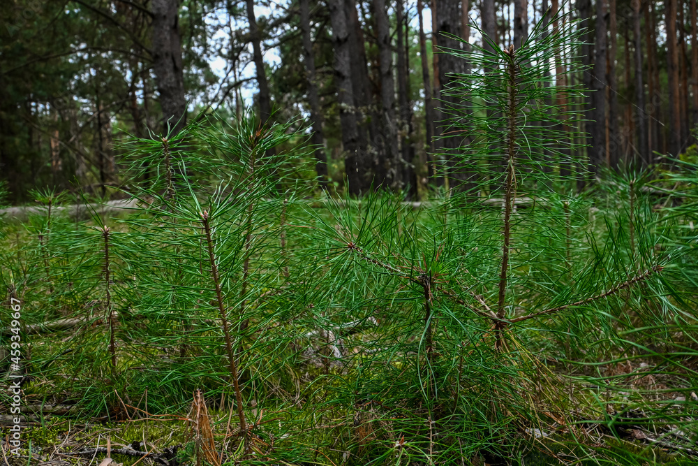 Obraz premium young sprouts of pine in the forest among large trees.