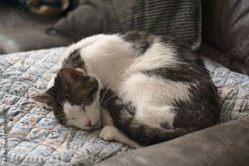 gato durmiendo sobre el sofa y con su mantita