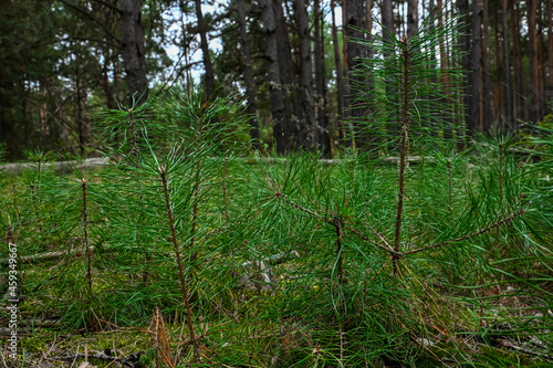 young sprouts of pine in the forest among large trees.