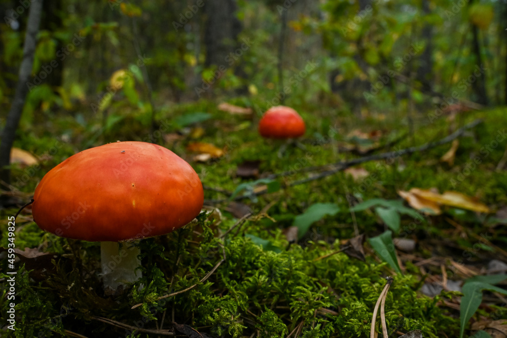 red fly agaric with white dots in the autumn forest among the moss and branches. red fly agaric with white dots in the autumn forest among the moss and branches.