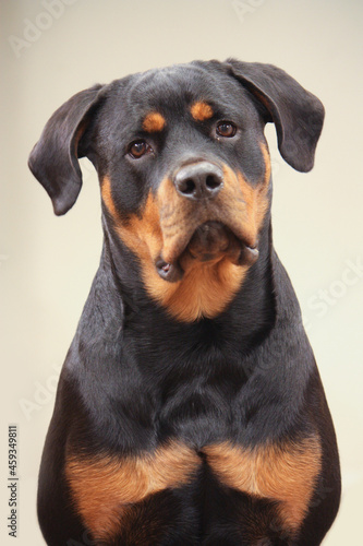 Young adult female purebred rottweiler posing © Rogue Productions