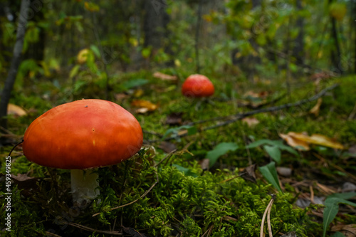 red fly agaric with white dots in the autumn forest among the moss and branches.