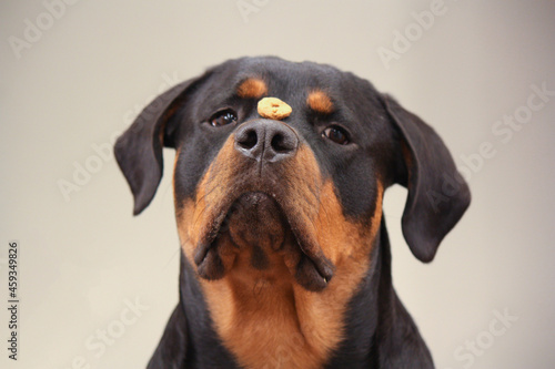 Young adult female purebred rottweiler in training 