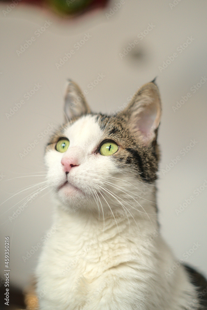 gato de ojos verdes mirando hacia la izquierda arriba