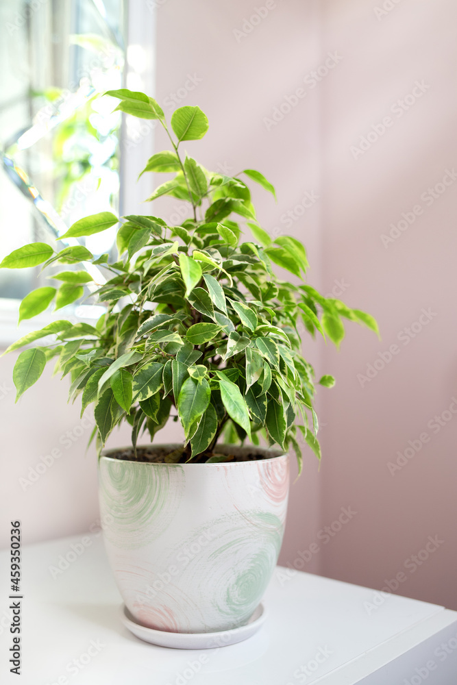 Ficus benjamin tree, macro photo leaves, ficus houseplant, botany home nature, background Ficus benjamin tree, macro photo leaves, ficus houseplant, botany home nature, background