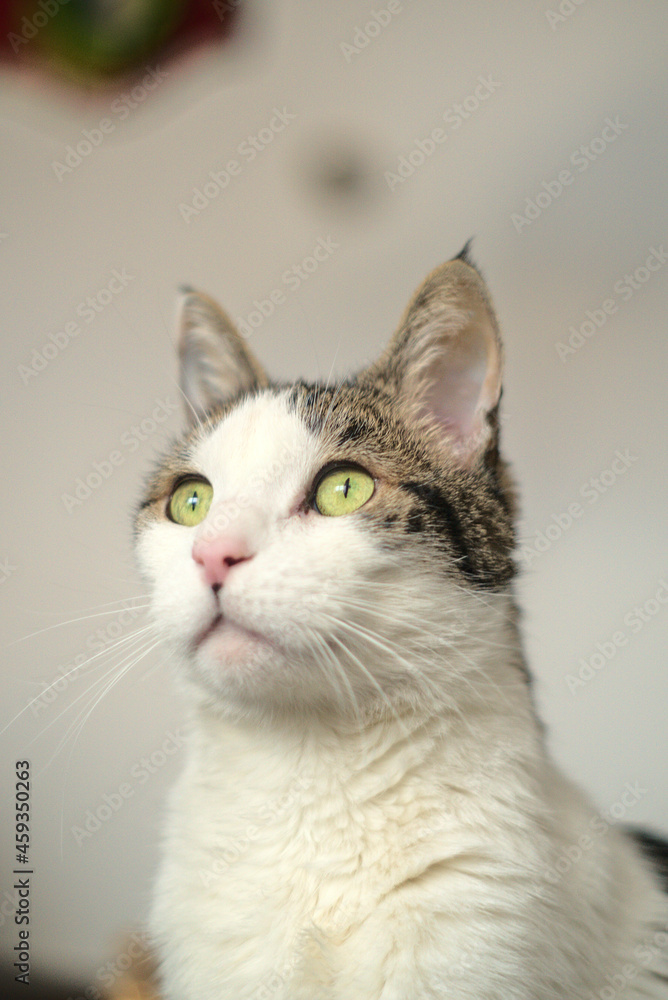 gato de ojos verdes mirando hacia la izquierda arriba