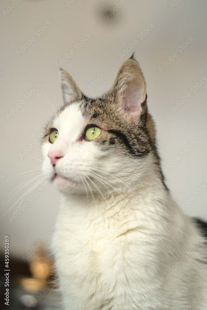 gato de ojos verdes mirando hacia la izquierda arriba gato de ojos verdes mirando hacia la izquierda arriba