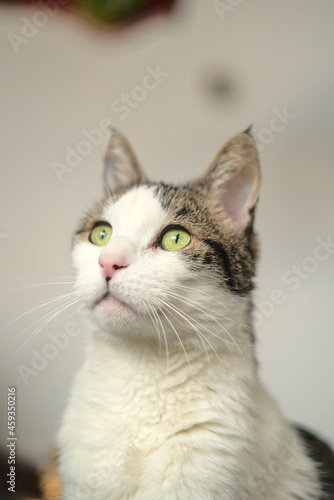 gato de ojos verdes mirando hacia la izquierda arriba © Sergio Peña y Lillo