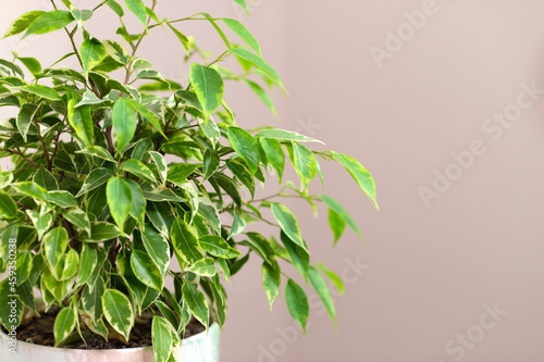 Ficus benjamin tree, macro photo leaves, ficus houseplant, botany home nature, background photo