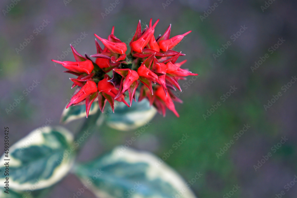 Devil's backbone flowers (Euphorbia tithymaloides or Pedilanthus tithymaloides) Devil's backbone flowers (Euphorbia tithymaloides or Pedilanthus tithymaloides)