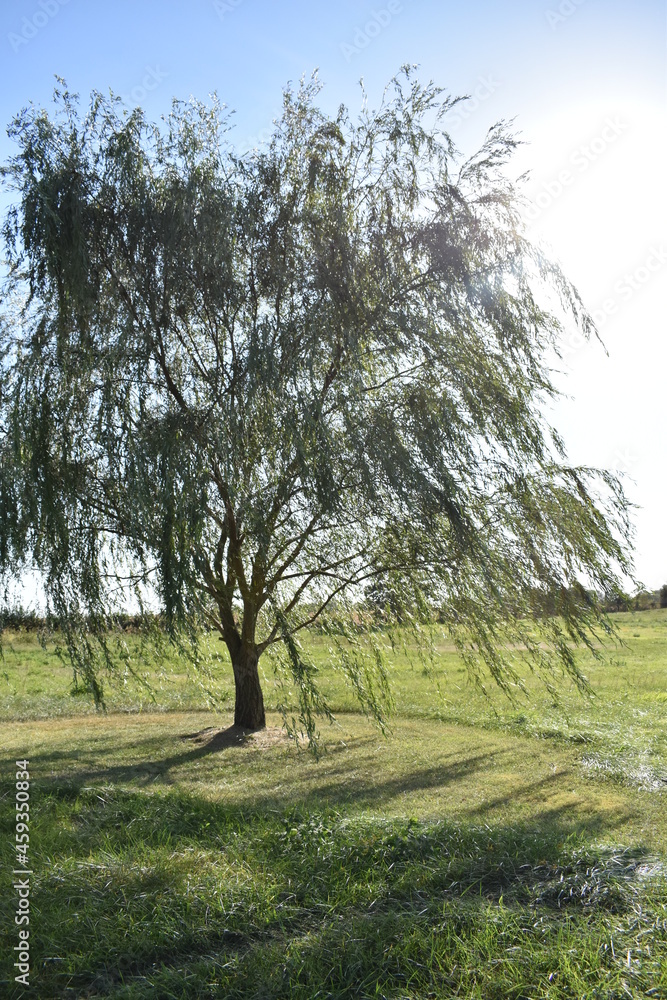 Weeping Willow Tree in a Field Weeping Willow Tree in a Field