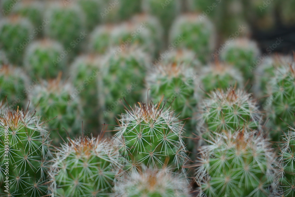Plantación de cactus Plantación de cactus
