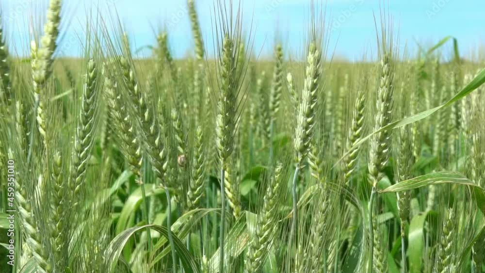 Slowmotion of beautiful ripening crop of green wheat landscape at rural countryside Spain. Wheat ears growing in agricultural field farm. Unripe cereals. Concept of healthy eating and organic food-Dan Slowmotion of beautiful ripening crop of green wheat landscape at rural countryside Spain. Wheat ears growing in agricultural field farm. Unripe cereals. Concept of healthy eating and organic food-Dan