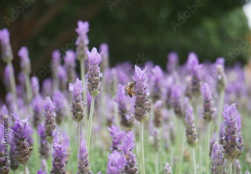 Plantas de lavanda con abeja