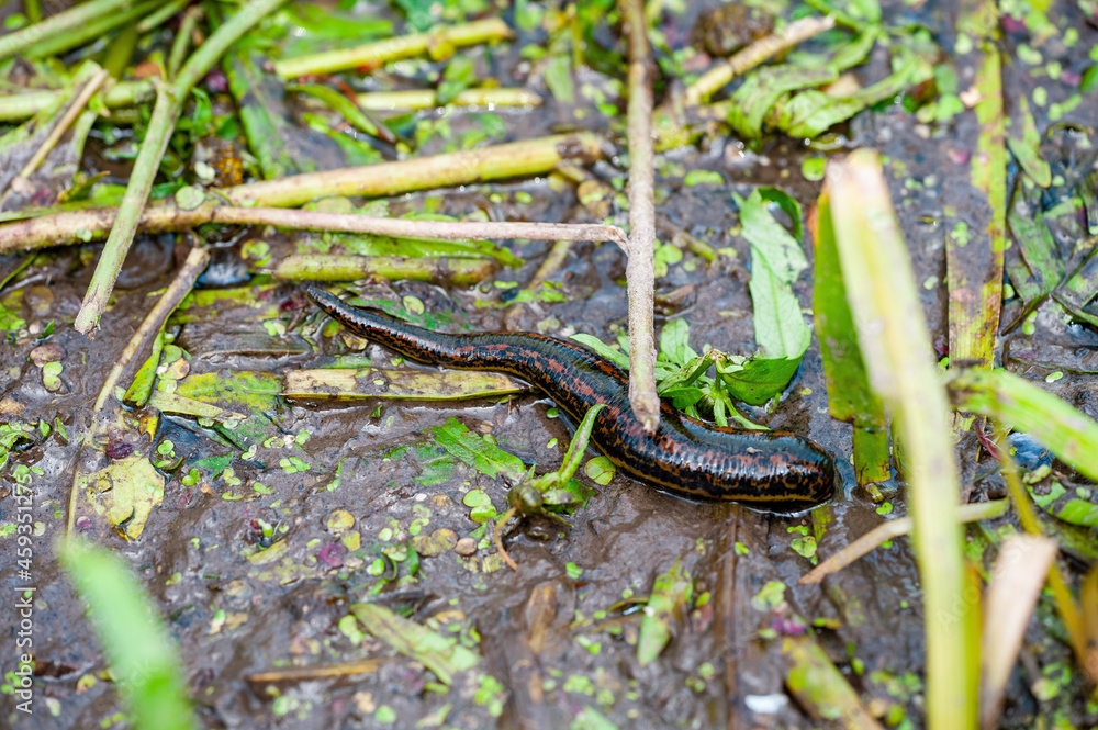 Black Leech Hirudo Medicinalis Bloodsucker Parasite at Swamp Macro Black Leech Hirudo Medicinalis Bloodsucker Parasite at Swamp Macro
