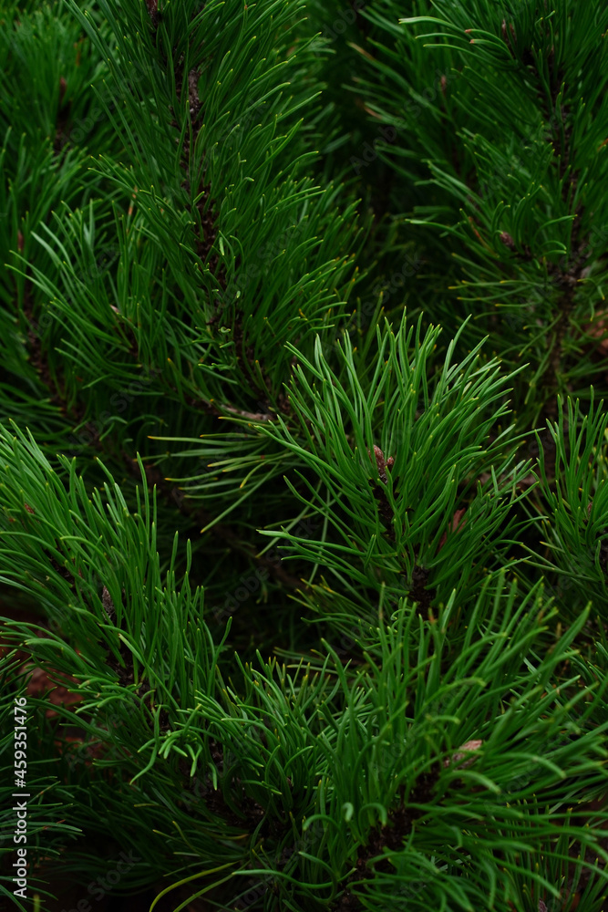 aabstract background of dark green coniferous branches, pine needles texture, nature background aabstract background of dark green coniferous branches, pine needles texture, nature background